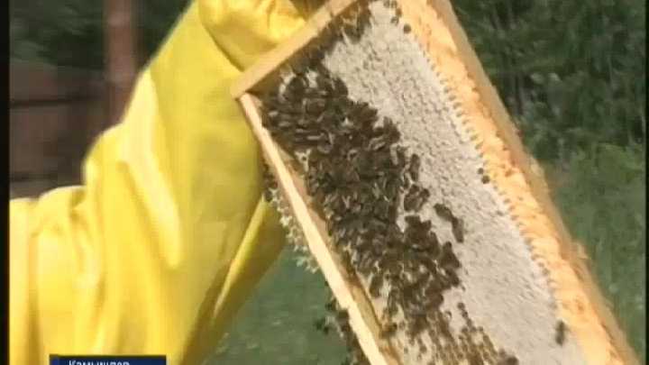 Не медом намазано: в центральной россии массово гибнут пчелы | статьи | известия