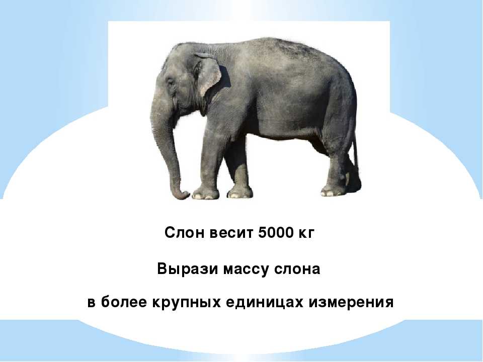 Слон весит. Сколько весит слон. Масса крупного слона.