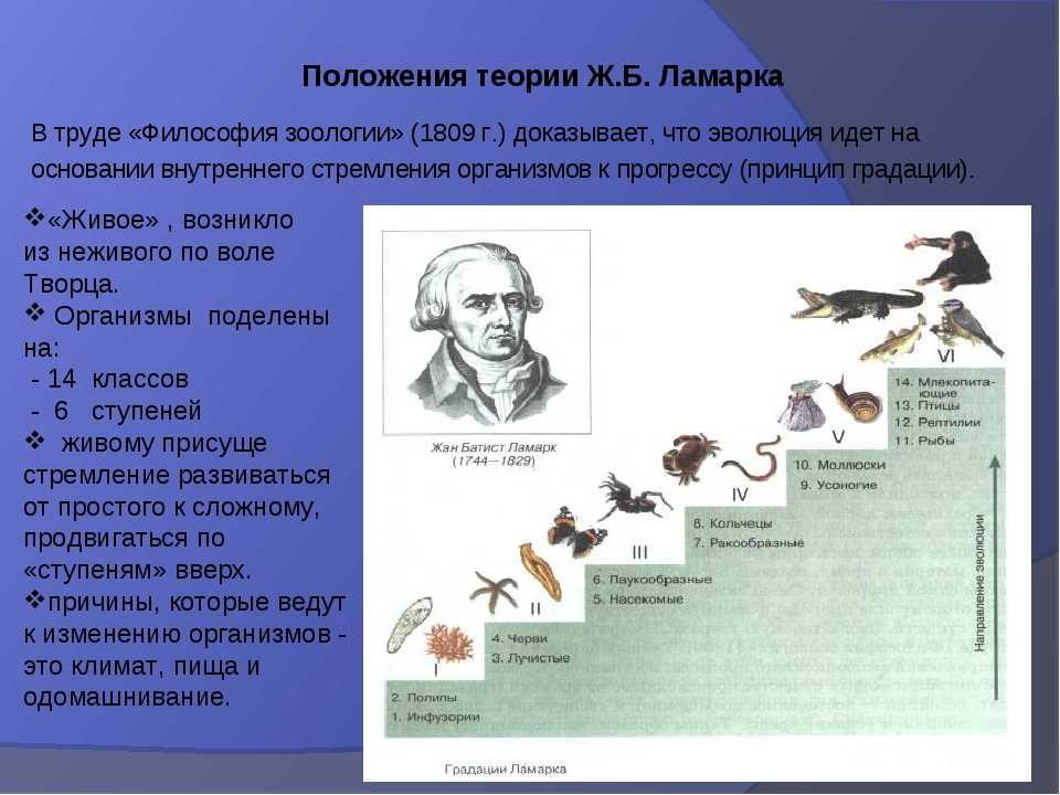 Приспособление к полету у различных живых организмов. Ж Б Ламарк философия зоологии.