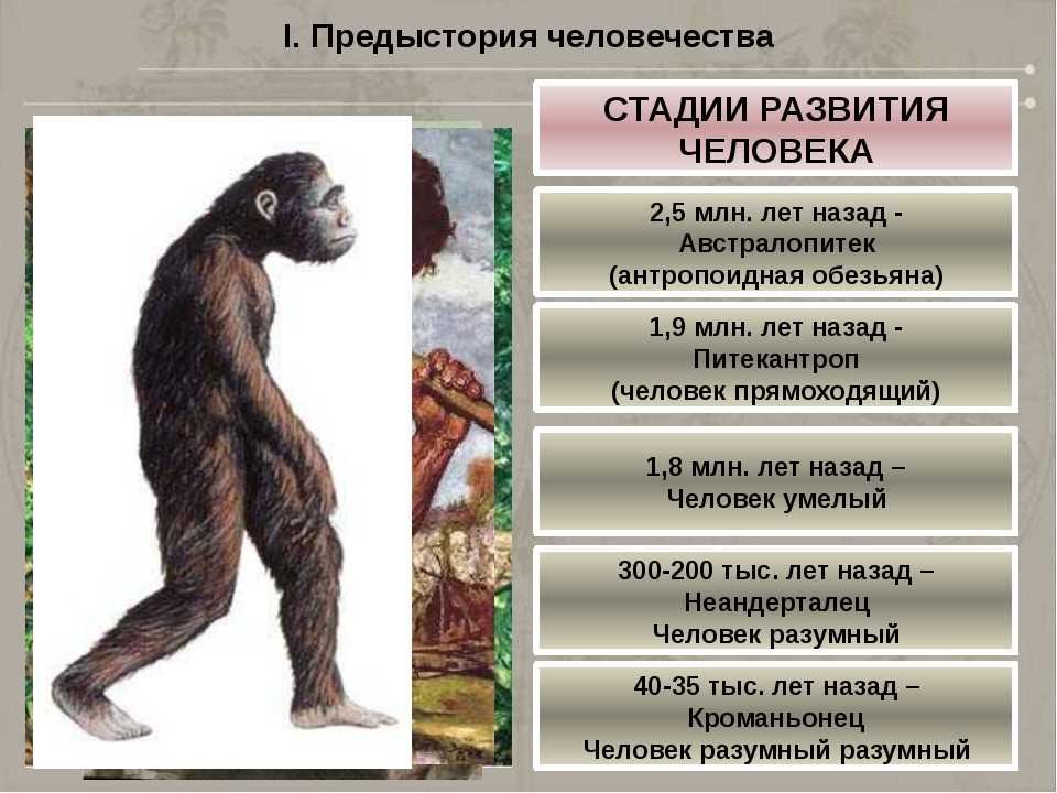 Образ жизни человекообразных обезьян. Дриопитек рамапитек австралопитек питекантроп. Этапы эволюции человека. Этапы развития селовек. Стадии развития человека.